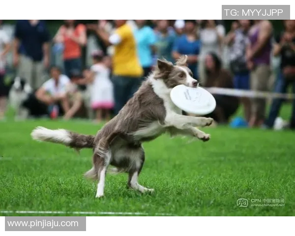 北京飞盘队在阵地战中的表现分析与战术反思 北京飞盘队在阵地战中的表现分析与战术反思